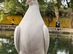 -西园寺