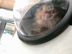 -爱侣宠医·鹦鹉专科·小型哺乳类·异宠专科(灵石路店)