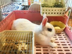 -藦茜花园宠物主题亲子互动体验馆(国顺东路店)