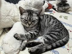 -宠颐生动物医院·心脏科·保险定点(锦阳分院)