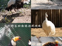 -深圳野生动物园