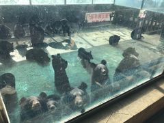 -东方熊牧场