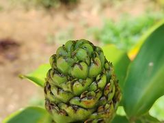 -中国科学院西双版纳热带植物园
