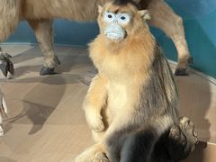 -陕西自然博物馆