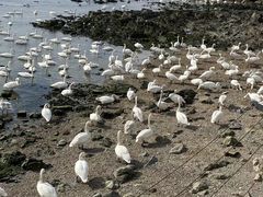 -烟墩角天鹅湖