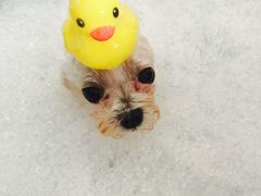 -PETKIT小佩宠物(古北店)