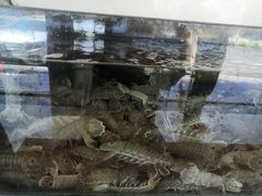 -原龙海鲜大排档(美食地标店)