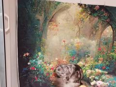 -佐罗家宠物馆·猫文化馆(紫霞路店)