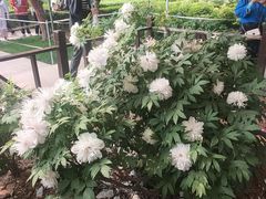 -洛阳市隋唐城遗址植物园