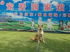 -宠物寄养训练学校