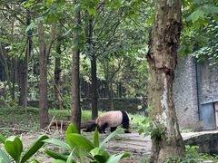 -都江堰中华大熊猫苑