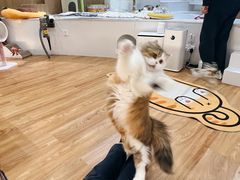 -COLOR PETS 撸猫馆·购猫·猫咖(长风大悦城店)