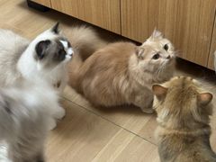 -唐小姐の私宠·宠物洗护美容·撸猫馆·购宠(周浦万达旗舰店)