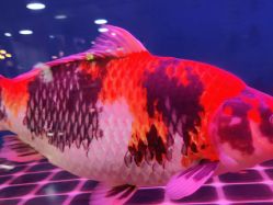 -青木造型HAIR·あおき髪を刈る潮人店