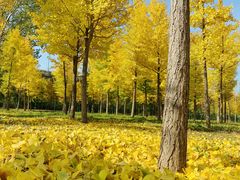 -紫光园(创始店)