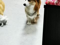 -汪说·狗咖(旺城大厦店)