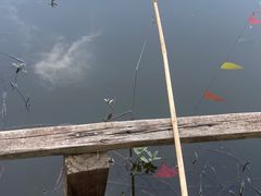 -同銮特种养殖场·龙虾垂钓