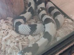 -藦茜花园宠物主题亲子互动体验馆(国顺东路店)