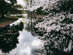 -上海共青森林公园