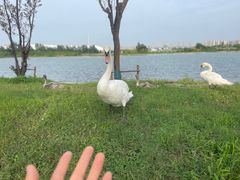 -北龙湖湿地公园