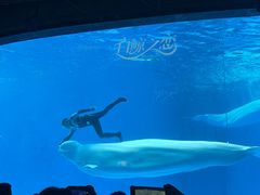 -海合安成都极地海洋公园