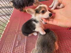 -哈尔滨道外花鸟鱼市场