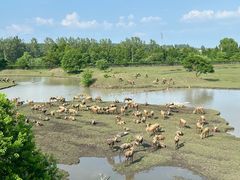 -溱湖国家湿地公园