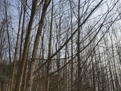 -桤木河湿地公园