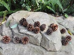 -铁山坪森林公园