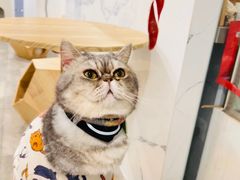 -楼上猫咖(罗湖店)