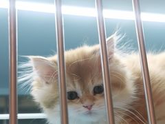 -FAELING PETS美天灵宠物(合生汇店)