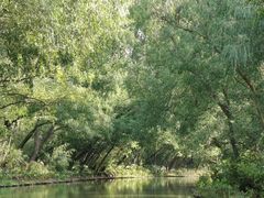 -大湾区中央湿地公园
