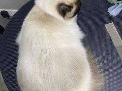 -PETKIT小佩宠物·低压洗护(国顺东路店)