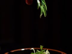 -魔厨私房菜(观音桥店)