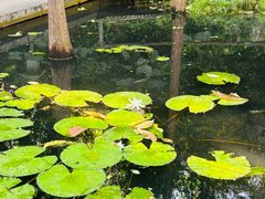-广州兰圃