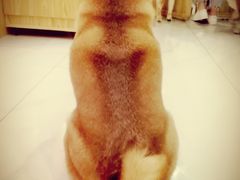 -柴源莊·柴小宠柴犬咖啡