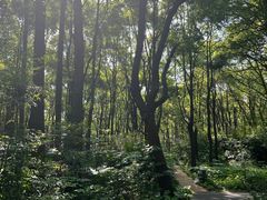 -上海滨江森林公园