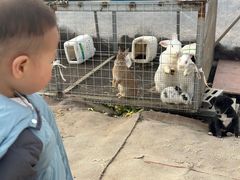 -喜杨洋草莓采摘园