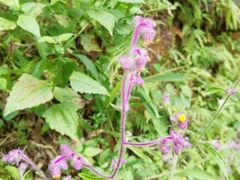 -羚羊峡古栈道森林公园