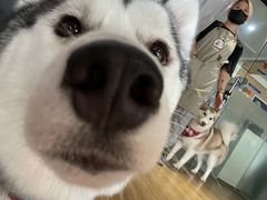 -Husky Go! 哈士奇体验馆·宠物咖啡厅狗咖