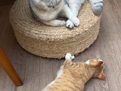 -有猫主题·治愈系猫咖(曾厝垵店)