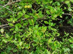 -北海金海湾红树林生态旅游区