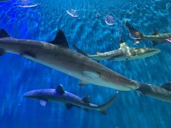 -华夏文旅西安度假区