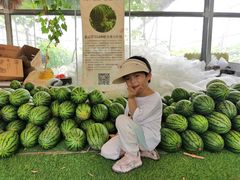 -庞各庄翠芳园西瓜蔬菜基地采摘园