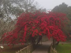 -中国科学院西双版纳热带植物园