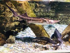 -迪拜水族馆及水下动物园
