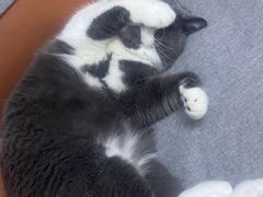 -伟伟宠物医院·瑞派猫友好医院·猫科(光谷店)