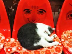 -猫咪博物馆(顶澳仔猫街店)