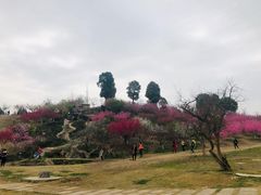 -秀丽东方
