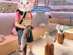 -more than meow吴止猫主题餐厅(承德 中船汇店)